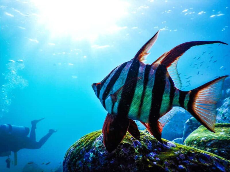 Sydney: Snorkeling Tour for Kids with Private Guide - Good To Know