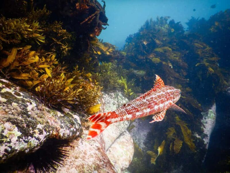 Sydney: Snorkeling Tour for Kids with Private Guide - Exploring the Snorkeling Tour in Detail