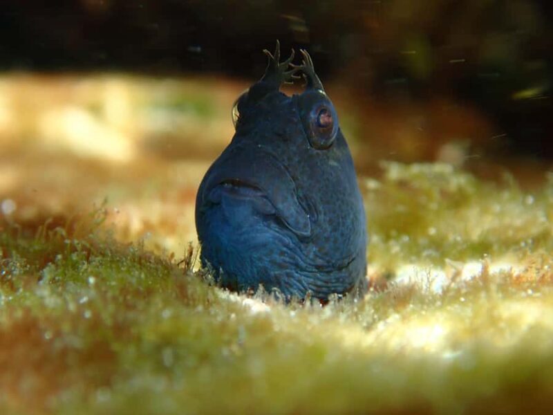 Sydney: Snorkeling Tour for Kids with Private Guide - Final Thoughts