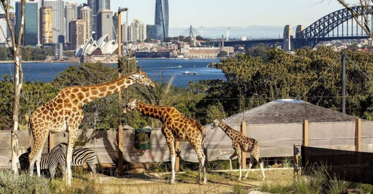 Sydney: Taronga Zoo & 24 or 48hr Sydney Harbour Hopper Pass - Experience Highlights