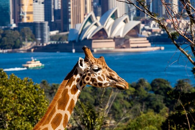 Sydney Taronga Zoo General Entry Ticket - History and Conservation Efforts