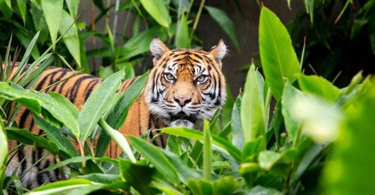 Sydney: Taronga Zoo Ticket With Return Ferry - Ticket Details