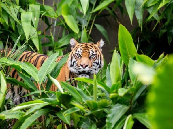 Sydney: Taronga Zoo Ticket With Return Ferry - Common Questions