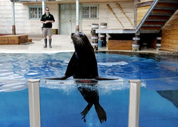 Sydney: Taronga Zoo Ticket With Return Ferry - The Sum Up