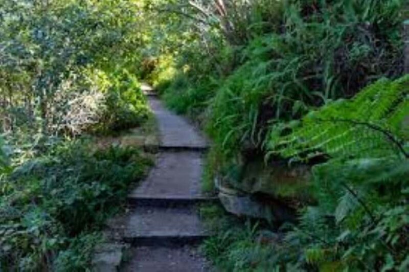 Sydney: Taronga zoo to Balmoral Walk with Ala carte Lunch - An In-Depth Look at the Experience