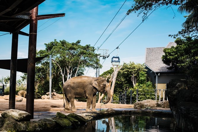 Sydney Taronga Zoo Wild Australia Experience - Good To Know