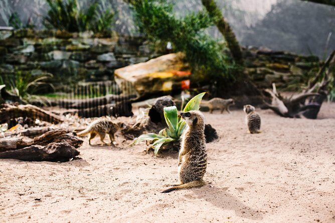 Sydney Taronga Zoo Wild Australia Experience - The Sum Up