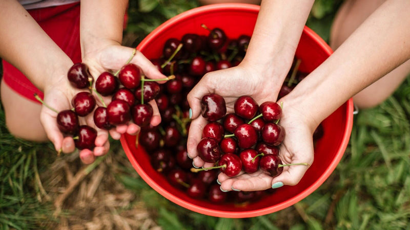 Sydney to Orange Cherry Picking Tour - Key points to know before you book