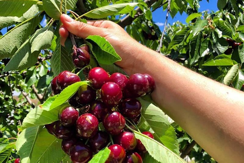 Sydney to Orange Cherry Picking Tour - A long country day with cherries at its heart