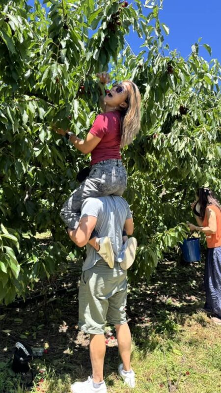 Sydney to Orange Cherry Picking Tour - Picking cherries in Orange