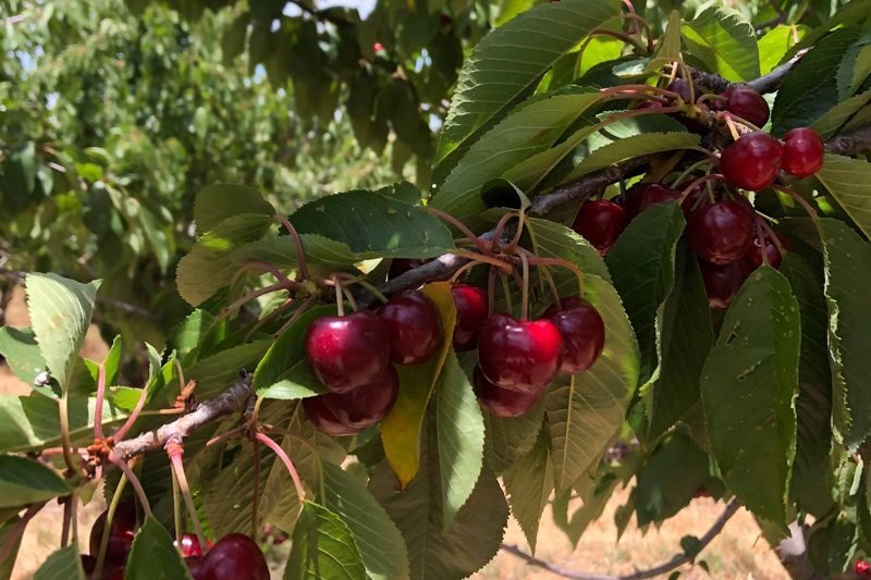Sydney to Orange Cherry Picking Tour - Highland Heritages Estate and the route home