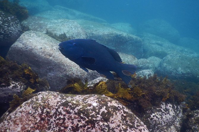 Sydney Underwater Scooter Tours - Traveler Photos