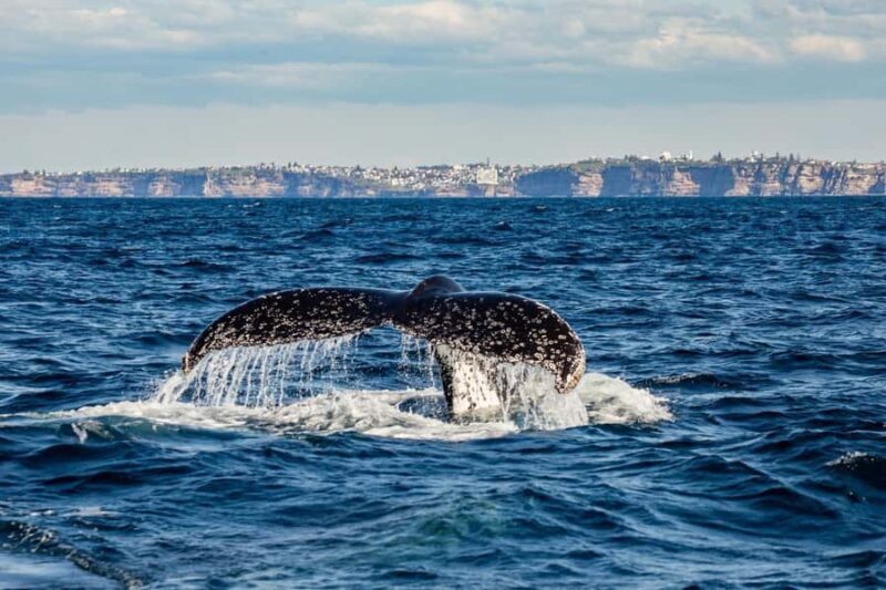 Sydney: Whale Watching Adventure Cruise - Good To Know