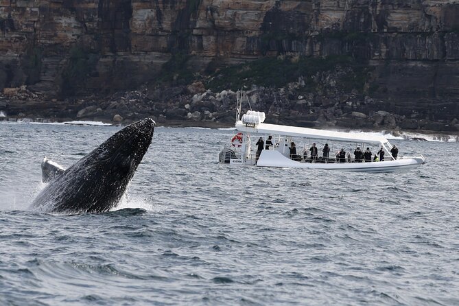 Sydney Whale-Watching by Speed Boat - Booking and Logistics