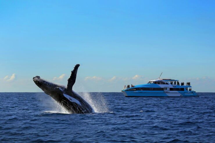 Sydney: Whale Watching Cruise - Booking Information