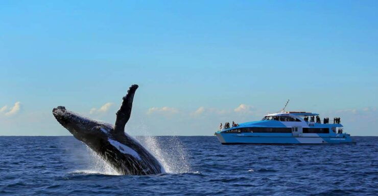 Sydney: Whale Watching Cruise - Experience Highlights