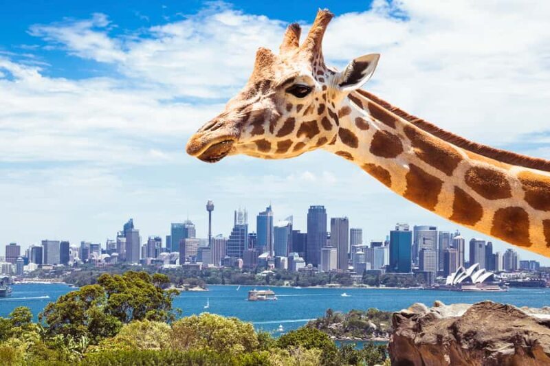 Sydney: Whale Watching Cruise and Taronga Zoo Package - The Itinerary Breakdown