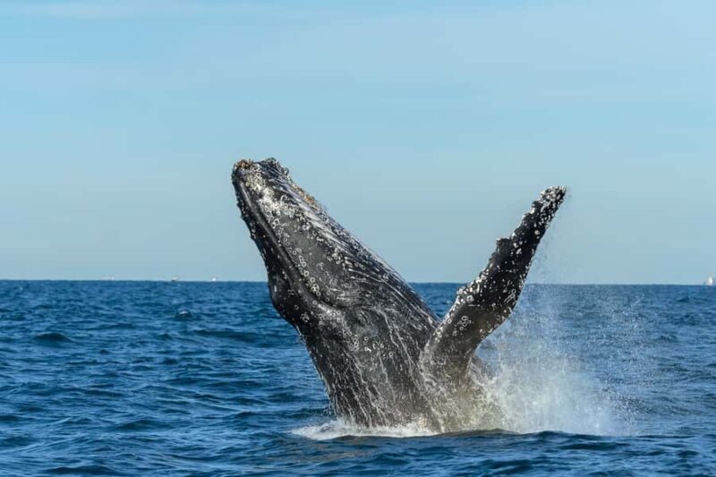 Sydney: Whale Watching Cruise and Taronga Zoo Package - FAQ