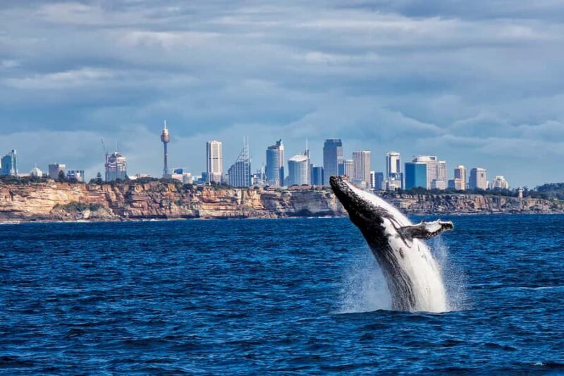 Sydney Whale Watching Cruise with Breakfast or Lunch - An Overview of the Experience