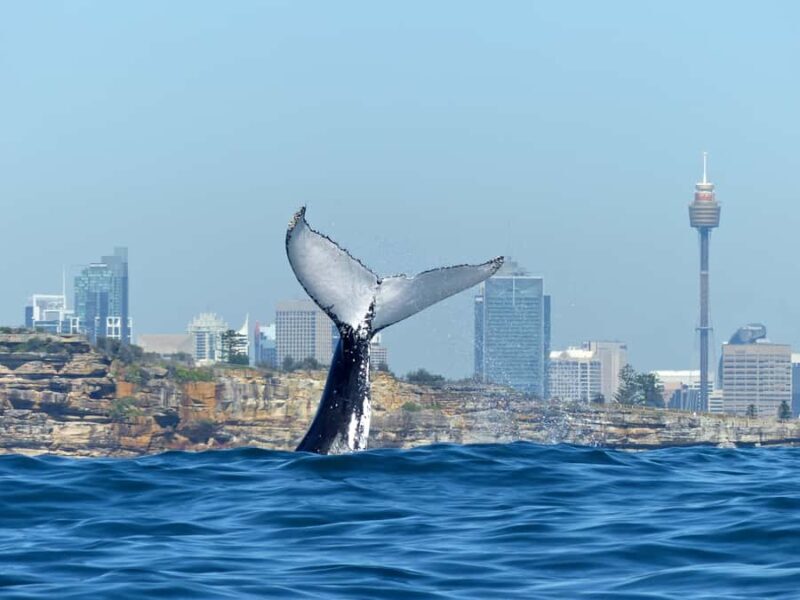 Sydney Whale Watching Cruise with Breakfast or Lunch - What to Expect on the Tour