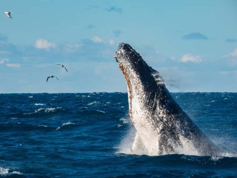 Sydney Whale Watching Cruise with Breakfast or Lunch - Practical Details and Tips