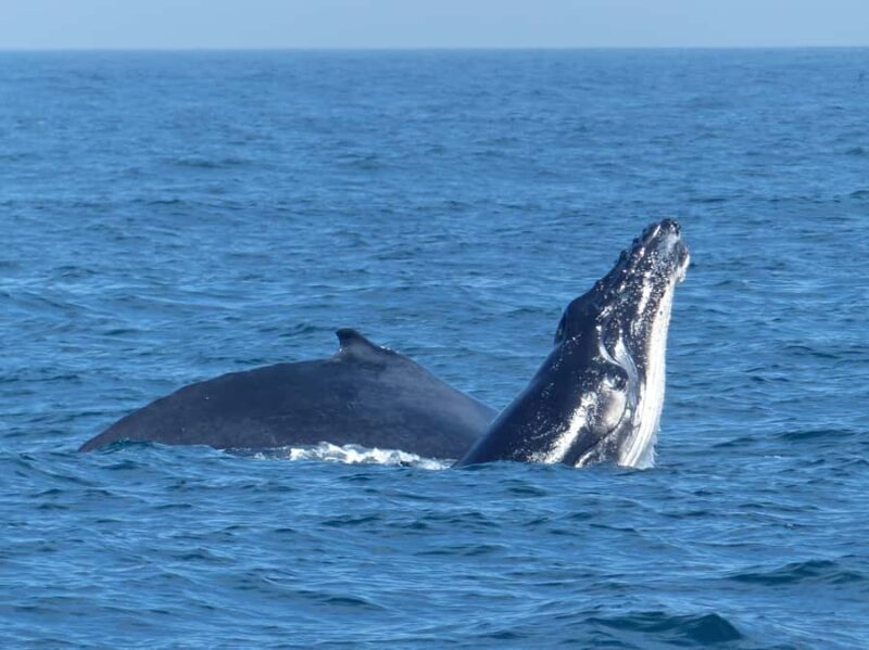 Sydney Whale Watching Cruise with Breakfast or Lunch - Final Thoughts