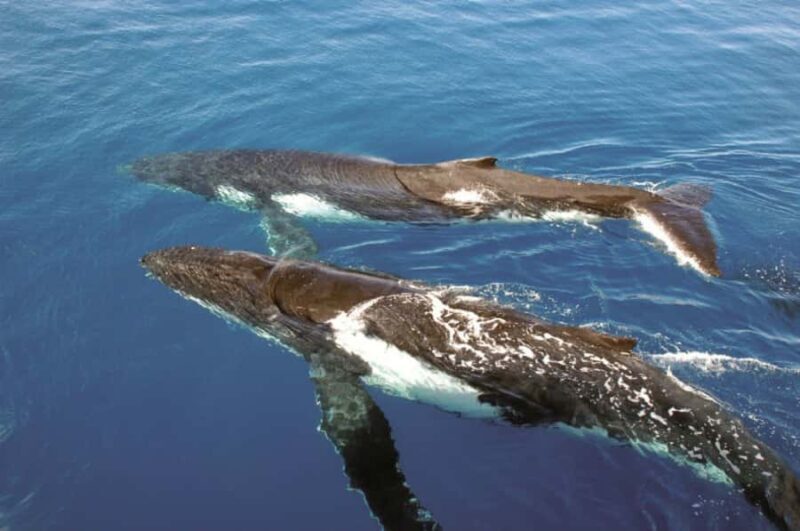 Sydney Whale Watching Cruise with Breakfast or Lunch - FAQ