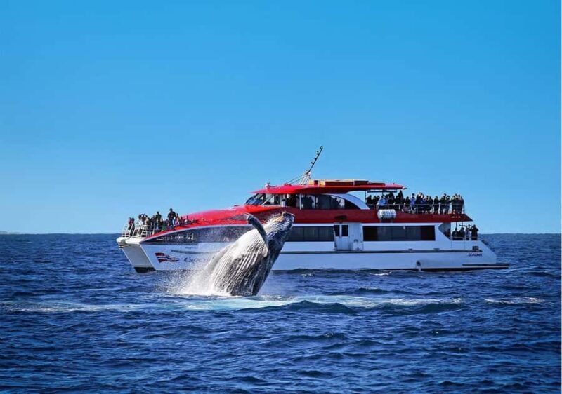 Sydney: Whale Watching & Wildlife Cruise - Good To Know