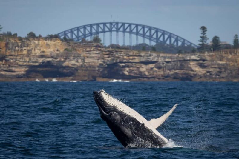 Sydney: Whale Watching & Wildlife Cruise - What to Expect from the Whale Watching & Wildlife Cruise