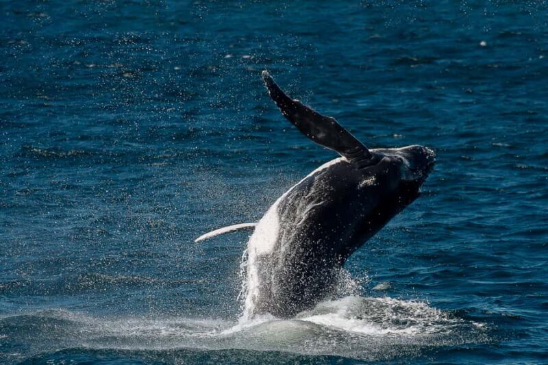 Sydney: Whale Watching & Wildlife Cruise - Practical Details and Tips