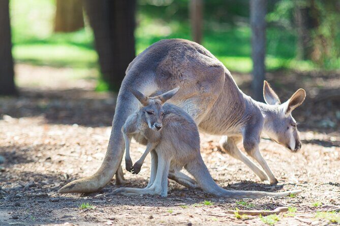 Sydney Wild Kangaroos and a Cruise: A Private Wildlife Adventure - Good To Know