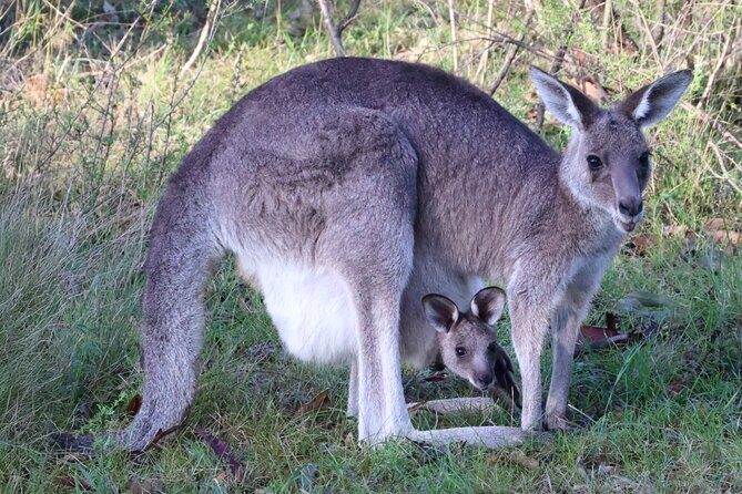 Sydney Wild Kangaroos and a Cruise: A Private Wildlife Adventure - Who is This Tour Best For?