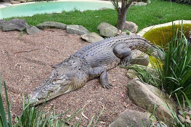 Sydney Wild Kangaroos and a Cruise: A Private Wildlife Adventure - Final Thoughts