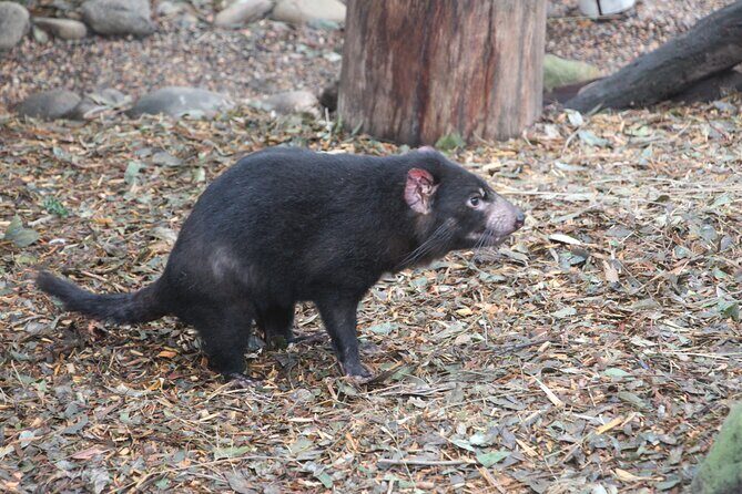 Sydney Wild Kangaroos and a Cruise: A Private Wildlife Adventure - FAQs