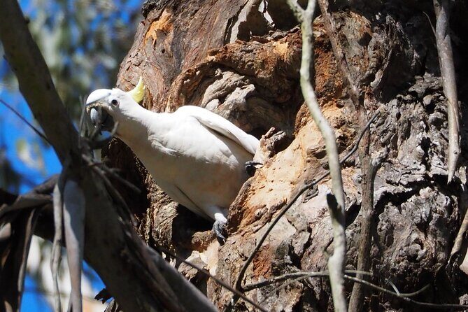Sydney Wildlife Safari - The Sum Up