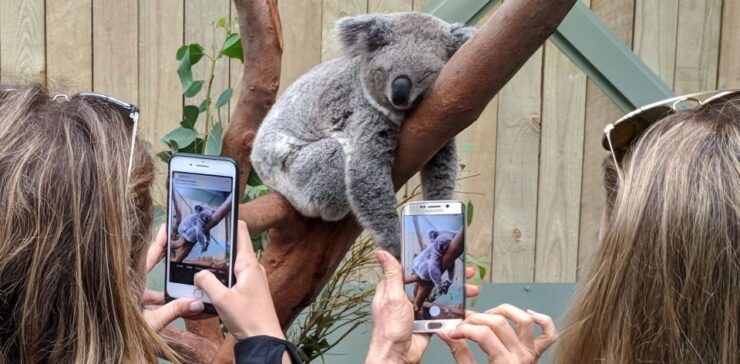 Sydney: Wildlife, Waterfalls and Wine Small Group Tour - Activity Details