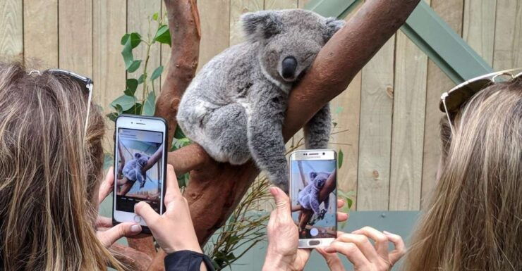 Sydney: Wildlife, Waterfalls and Wine Small Group Tour - Tour Experience
