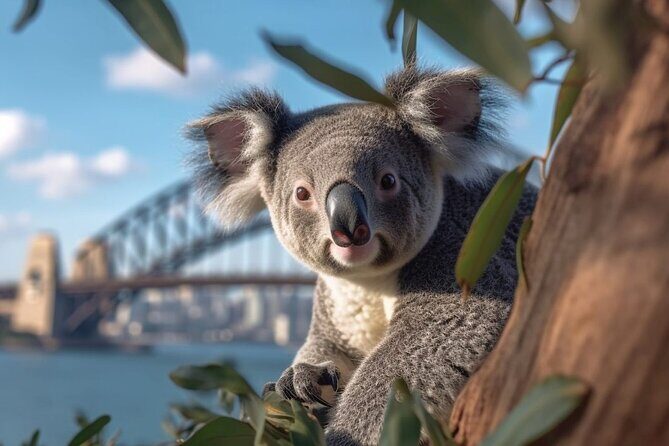 Sydney Your Way - Customisable Tour - Practical Aspects and Value