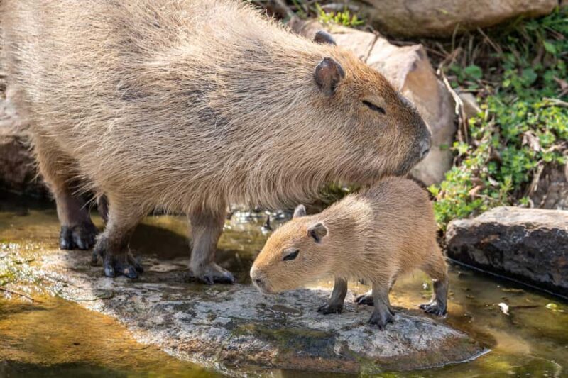 Sydney Zoo Admission Ticket - An In-Depth Look at Sydney Zoo