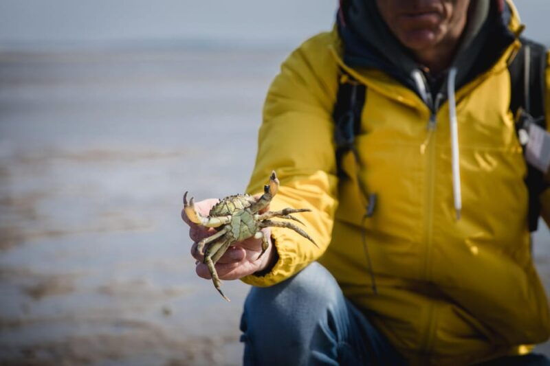 Sylt: Guided Mudflat Hike on the Island - Good To Know  