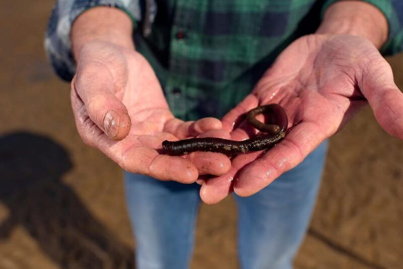 Sylt: Guided Mudflat Hike on the Island - What to Expect from the Sylt Mudflat Hike