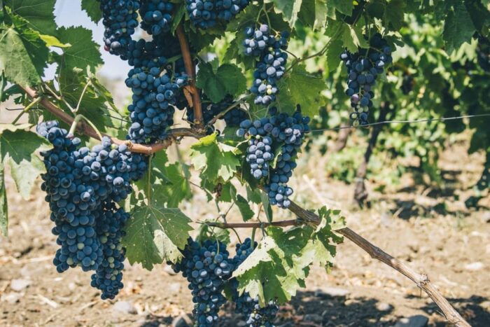 Syracuse: Exclusive Sicilian Wine Tasting Experience - Frequently Asked Questions