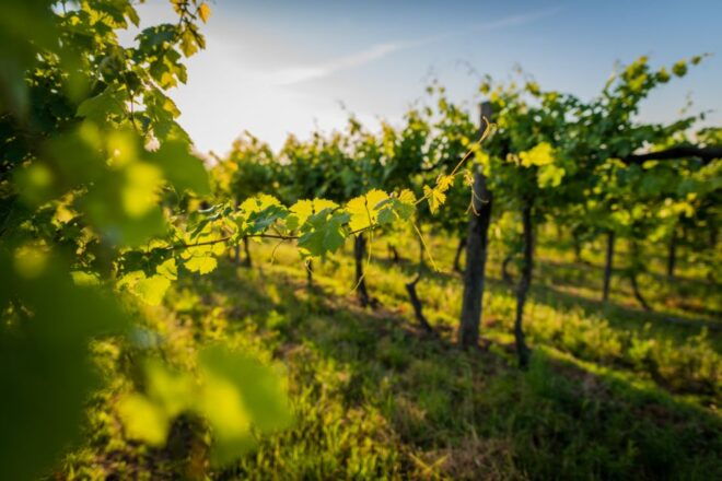 Syracuse: Wine Tasting in a Castle and Historical Garden - Inclusions
