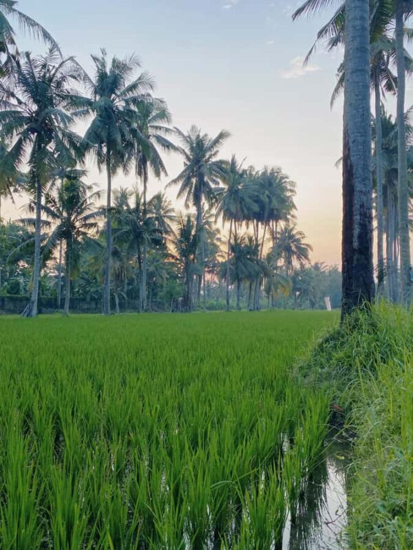 Tabanan Bali: Mount Batukaru Sunrise Treking Tektok - A Close Look at the Experience