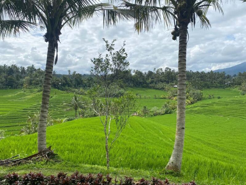 Tabanan: Belimbing Rice Terrace Trekking & Local Life Tour - Tabanan: Belimbing Rice Terrace Trekking & Local Life Tour — An Authentic Balinese Escape