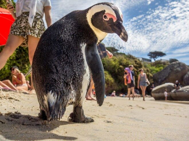 Table Mountain & Cape of Good Hope & Penguins Full Day - Directions