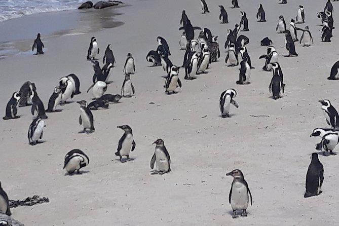 Table Mountain, Penguin and Cape of Good Hope - Customer Reviews and Recommendations