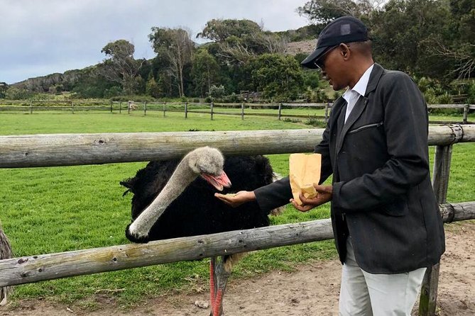 Table Mountain, Penguin and Cape of Good Hope - Tour Logistics and Pricing