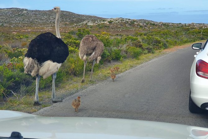 Table Mountain, Penguin and Cape of Good Hope - Directions