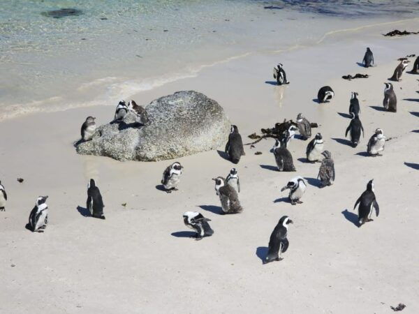 Table Mountain, Penguins & Cape of Good Hope Private Tour - The Sum Up